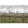 Image 2 : 4-Day High Volume Dove Hunt for Four Hunters in Cordoba, Argentina