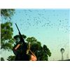 Image 4 : 4-Day High Volume Dove Hunt for Four Hunters in Cordoba, Argentina