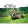 Image 2 : 5-Day Javan Rusa Deer Hunt for One Hunter in South Australia - Includes Trophy Fee