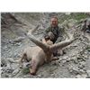 Image 1 : 5-Day Dagestan Tur Hunt for One Hunter in Azerbaijan - Includes Trophy Fee