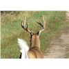 Image 3 : 4-Day Whitetail Deer Hunt for Two Hunters in Minnesota - Includes Trophy Fees