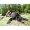 Image 1 : 5-Day Vancouver Island Black Bear Hunt for One Hunter - Includes Trophy Fee