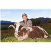 Image 1 : 6-Day Red Stag and Arapawa Ram Hunt for One Hunter and One Non-Hunter in New Zealand - Includes Trop
