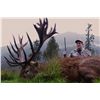 Image 3 : 6-Day Red Stag and Arapawa Ram Hunt for One Hunter and One Non-Hunter in New Zealand - Includes Trop