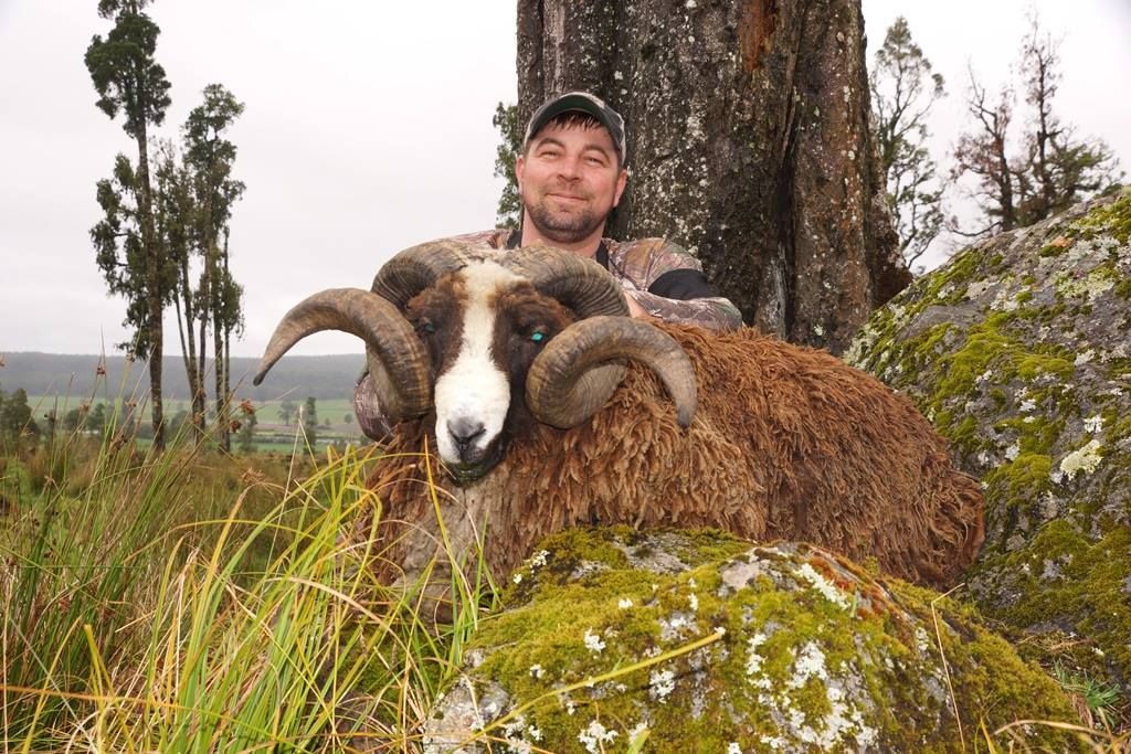 6-Day Red Stag and Arapawa Ram Hunt for One Hunter and One Non-Hunter in New Zealand - Includes Trop