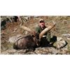 Image 1 : 4-Day Beceite Ibex Hunt for One Hunter in Spain - Includes Trophy Fee Credit