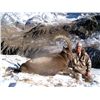 Image 1 : 7-Day Mid-Asian Ibex Hunt for One Hunter in Kyrgyz Republic - Includes Trophy Fee