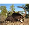 Image 1 : 7-Day Sable Hunt for One Hunter in Zimbabwe - Includes Trophy Fee
