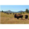 Image 1 : 3-Day American Bison Hunt for One Hunter and One Non-Hunter in New Mexico - Includes Trophy Fee