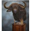 Image 2 : 10-Day Cape Buffalo Hunt for One Hunter and One Observer in South Africa - Includes Trophy Fee and T