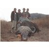 Image 3 : 10-Day Cape Buffalo Hunt for One Hunter and One Observer in South Africa - Includes Trophy Fee and T