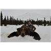 Image 1 : 10-Day Alaska Brown Bear and Wolf Hunt for One Hunter - Includes Trophy Fees and Fishing Opportuniti
