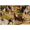 Image 1 : 4-Day Cantabrian Chamois Hunt for One Hunter in Spain - Includes Trophy Fee