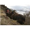 Image 5 : 5-Day Tahr Hunt for Two Hunters and Two Non-Hunters in New Zealand - Includes Trophy Fees