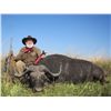 Image 3 : 10-Day Buffalo, Crocodile and Hippo Hunt for One Hunter and One Non-Hunter in Namibia - Includes Tro