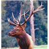 Image 1 : 4-Day Celebrity Elk Hunt for One Hunter and One Observer in Texas - Includes Trophy Fees/Comes with