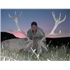 Image 1 : 4-Day Red Stag OR Roe Deer Hunt for Two Hunters in Spain - Includes Trophy Fees