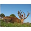 Image 2 : 3-Day Père David's Deer Hunt for One Hunter in Florida - Includes Trophy Fee