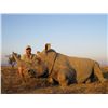 Image 1 : 7-Day DARTED White Rhino Hunt for One Hunter and One Non-Hunter in the Eastern Cape of South Africa