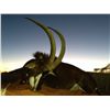 Image 2 : 7-Day Sable Bull and Oryx Hunt for One Hunter and One Non-Hunter in South Africa - Includes Trophy F