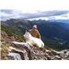 Image 1 : 10-Day Moose OR Mountain Goat Hunt for One Hunter in British Columbia - Includes Trophy Fee