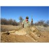 Image 2 : 7-Day Lioness Hunt for One Hunter and One Non-Hunter in South Africa - Includes Trophy Fee
