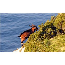 4-Day Balearian Goat Hunt for One Hunter and One Non-Hunter - Includes Trophy Fee and VIP Sightseein