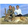 Image 1 : 4-Day European Fallow Deer Hunt for Two Hunters in Spain - Includes Trophy Fees