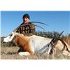 Image 1 : DREAM ADVENTURE-1: 2-Day Scimitar-Horned Oryx Hunt for One Hunter and One Non-Hunter in Texas