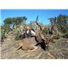 Image 7 : DREAM ADVENTURE-3: 7-Day Plains Game Hunt for One Hunter in South Africa