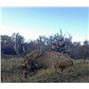 Image 2 : DREAM ADVENTURE-7: 4-Day Rocky Mountain Elk Hunt for One Hunter in Colorado – Includes Trophy Fee