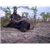 Image 2 : SPECIAL DREAM ADVENTURE-5: 7-Day Cape Buffalo Hunt for One Hunter and One Non-Hunter in South Africa