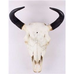 Montana Buffalo Skull
