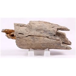 Fossilized Wooly Mammoth Tusk