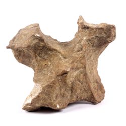 Pre-historic Dinosaur Vertebrae