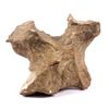 Image 1 : Pre-historic Dinosaur Vertebrae