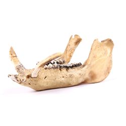 Wild Bar from Hawaii (Big Island) 1875-1879