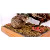 Image 10 : Pheasant Mount Display