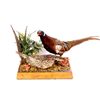 Image 1 : Pheasant Mount Display