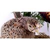 Image 2 : Pheasant Mount Display