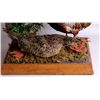 Image 3 : Pheasant Mount Display