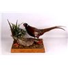 Image 4 : Pheasant Mount Display
