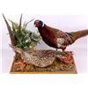 Image 5 : Pheasant Mount Display
