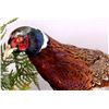 Image 6 : Pheasant Mount Display