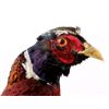 Image 8 : Pheasant Mount Display