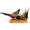 Image 9 : Pheasant Mount Display
