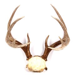 Montana Whitetail Deer Antlers These are a set of