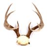 Image 1 : Montana Whitetail Deer Antlers These are a set of