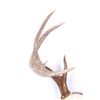 Image 2 : Montana Whitetail Deer Antlers These are a set of