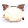 Image 3 : Montana Whitetail Deer Antlers These are a set of
